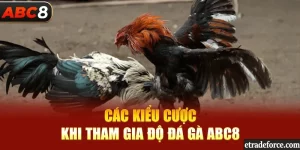 đôi nét về đá gà abc8